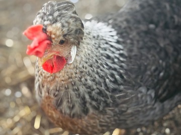 Selling with online payment: Cream Legbar Hatching Eggs NPIP