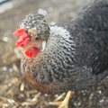Selling with online payment: Cream Legbar Hatching Eggs NPIP