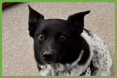  : Buddy