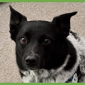  : Buddy