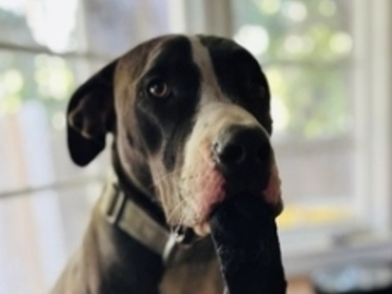   : Roxy