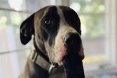   : Roxy