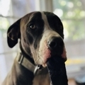   : Roxy