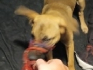   : Lyla