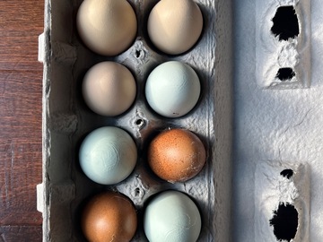 Selling with In-person Payment: Local, Organic, Free Range Eggs! (Jacksonville, FL)