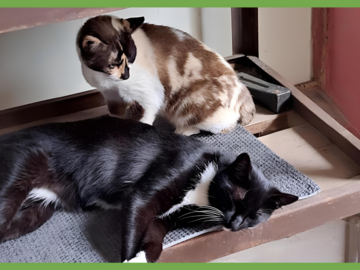  : Cali and Tommy