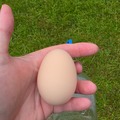 Selling with online payment: Farm fresh chicken eggs 