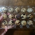 Selling with online payment: Coturnix Quail Eggs