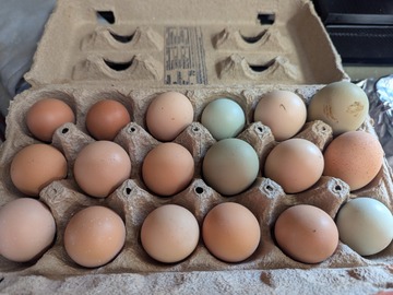 Selling with In-person Payment: Farm fresh chicken eggs
