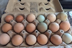 Selling with In-person Payment: Farm fresh chicken eggs