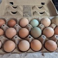 Selling with In-person Payment: Farm fresh chicken eggs