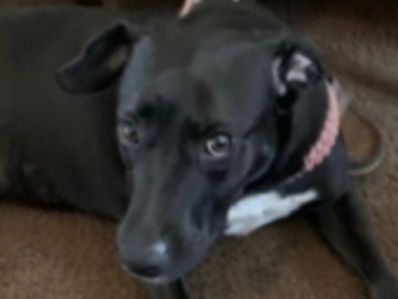   : Maya