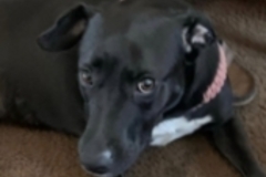   : Maya