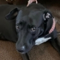   : Maya