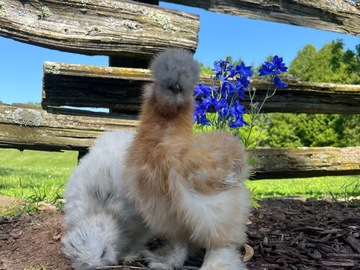 Selling with online payment: Silkie Hatching Eggs