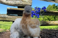 Selling with online payment: Silkie Hatching Eggs