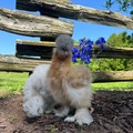 Selling with online payment: Silkie Hatching Eggs