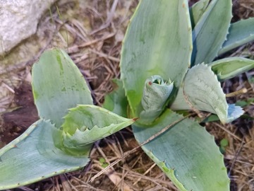 Vente: Agave