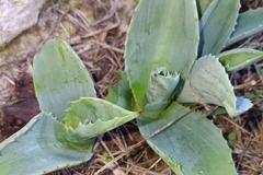 Vente: Agave