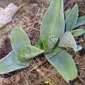 Vente: Agave