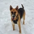   : Biscuit