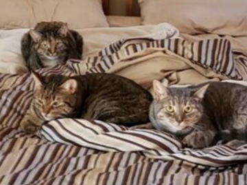   : Avery, Cali and Lexi