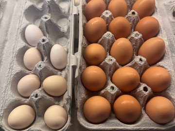 Selling with In-person Payment: Fresh Chicken Eggs (Zionsville, PA)