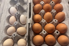 Selling with In-person Payment: Fresh Chicken Eggs (Zionsville, PA)