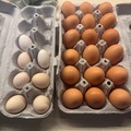 Selling with In-person Payment: Fresh Chicken Eggs (Zionsville, PA)