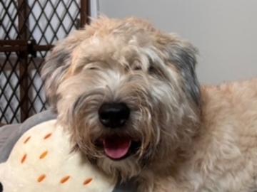   : Milo