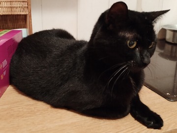 Helping out: PERDU CHAT NOIR SARTROUVILLE