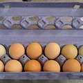 Selling with In-person Payment: Farm Chicken Eggs Picked daily (Lithia Springs, GA)