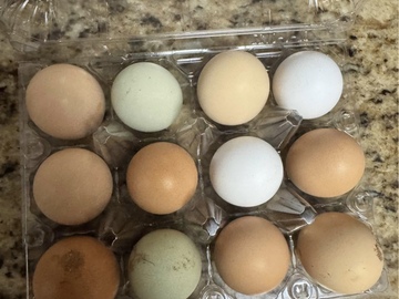 Selling with In-person Payment: Chicken Eggs (Phoenix,AZ)