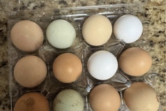 Selling with In-person Payment: Chicken Eggs (Phoenix,AZ)