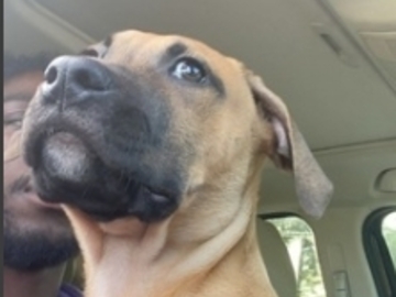   : Rocko