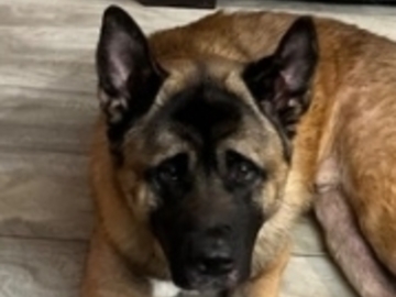   : Arlo