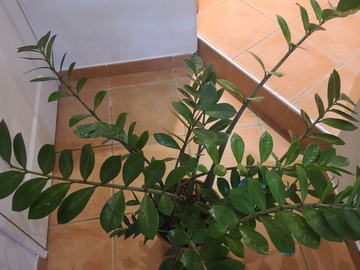 Vente: Zamioculcas zamiifolia