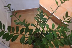 Sales: Zamioculcas zamiifolia