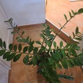 Sales: Zamioculcas zamiifolia