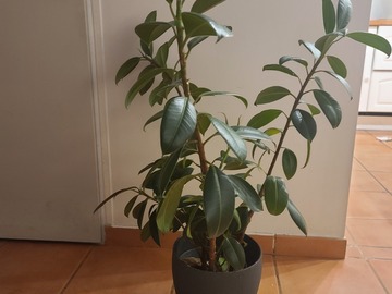 Vente: Ficus Abidjan 