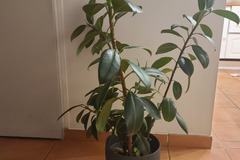 Sales: Ficus Abidjan 