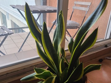 Vente: Sanseviera