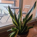 Sales: Sanseviera
