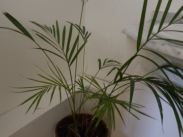 Vente: Lutescens
