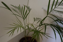 Sales: Lutescens