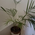 Sales: Lutescens