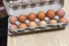Selling with In-person Payment: Farm fresh all organically produced (Warners, NY) 
