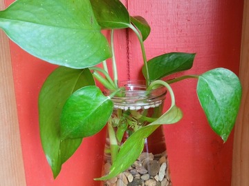 Vente: Bouture sans racine (cut) Pothos Epipremnum Scindapsus 