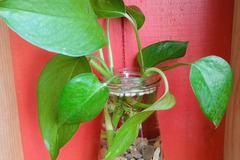 Sales: Bouture sans racine (cut) Pothos Epipremnum Scindapsus 
