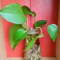 Sales: Bouture sans racine (cut) Pothos Epipremnum Scindapsus 